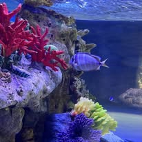 Acuario